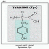 ������ ������� ������� Tyrosine, Tyr