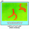 ��������� ������� ������� �������� (Vibrio cholerae)