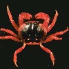 ������� ������ ����� ������ ��������� ������� Gecarcinus lateralis ���� ��� ������ ������� ������ ���� ������ ����� ������
