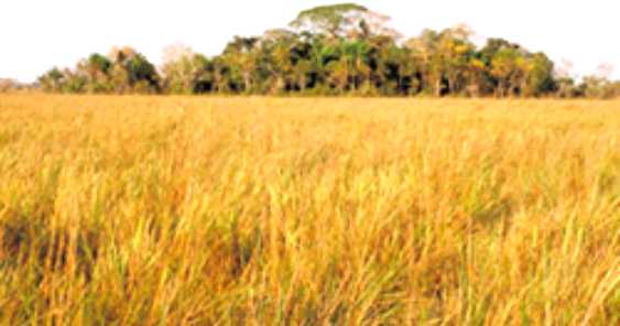 ������ ������� �������� �� ��������