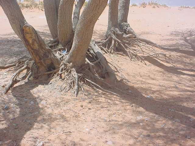 ���� ������� ������ �� �������� �������