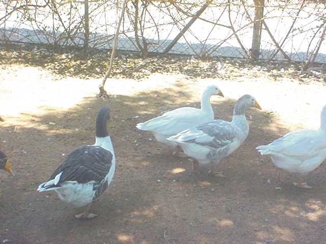 ���� ����